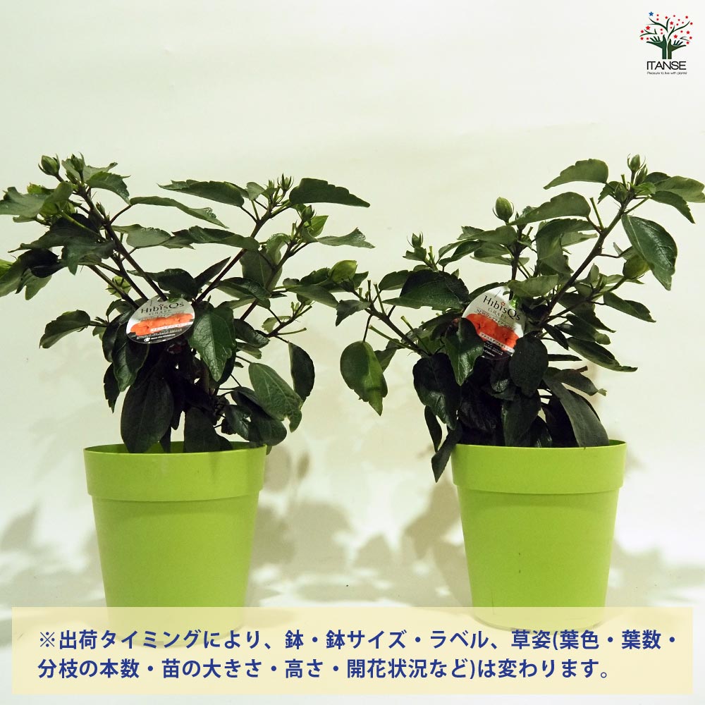 ハイビスカス ロングライフ アドニスオレンジ 【花木苗 5号／1個売り