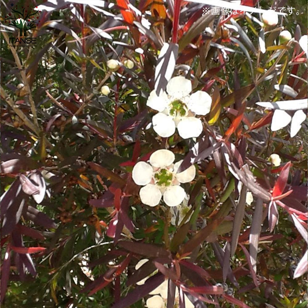 レプトスペルマム・カッパーグロー 【庭木 花木苗／1個売り】｜ 【植物