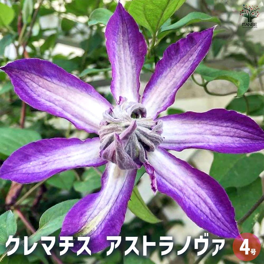 クレマチス 品種不明 第4種発送 クレマチスの発芽 | ゆらりゆらりと