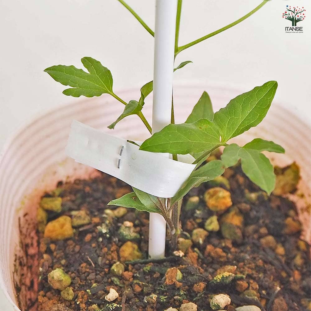 クレマチス アストラノヴァ 【花苗 4号／1個売り】｜ 【植物の