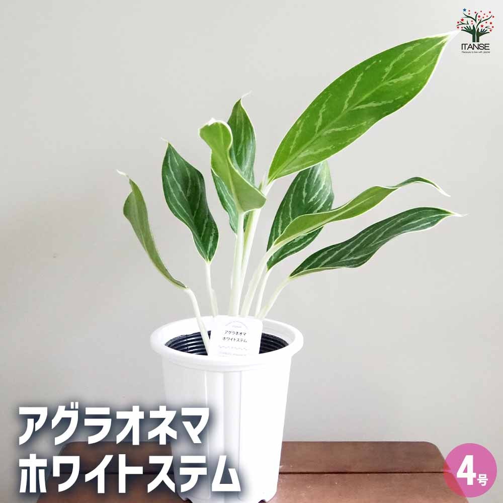 アグラオネマ ホワイトステム 【観葉植物 4号】｜ 【植物の