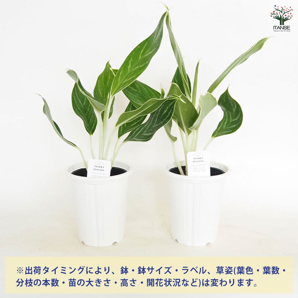 アグラオネマ ホワイトステム 【観葉植物 4号】｜ 【植物の