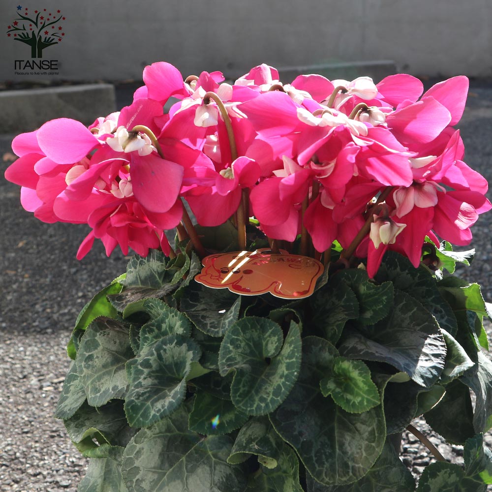 シクラメン ワーリーギグ ローズ【花苗 5号／1個売り】｜ 【植物の