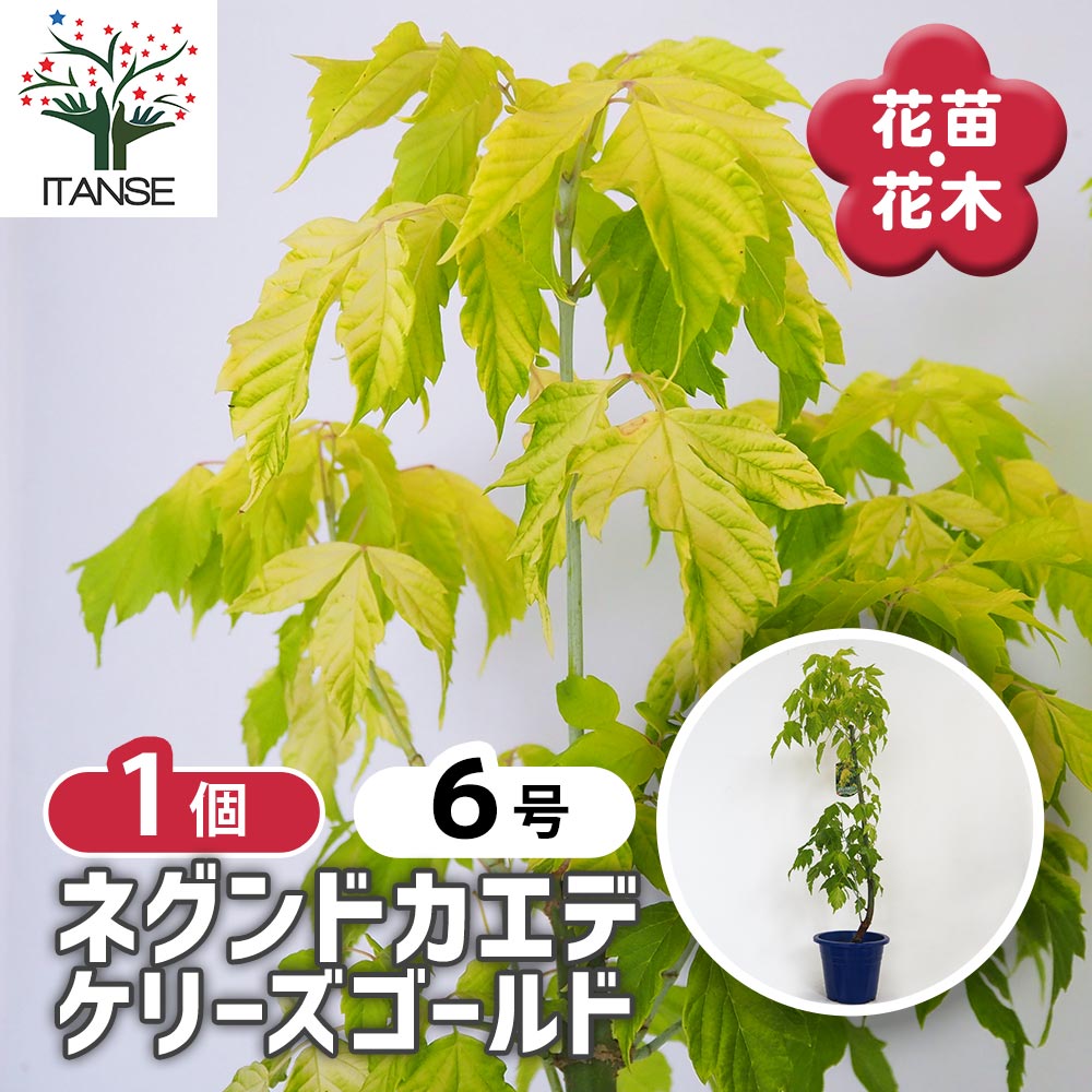 ネグンドカエデ ケリーズゴールド 【花木苗 6号／1個売り】｜ 【植物の