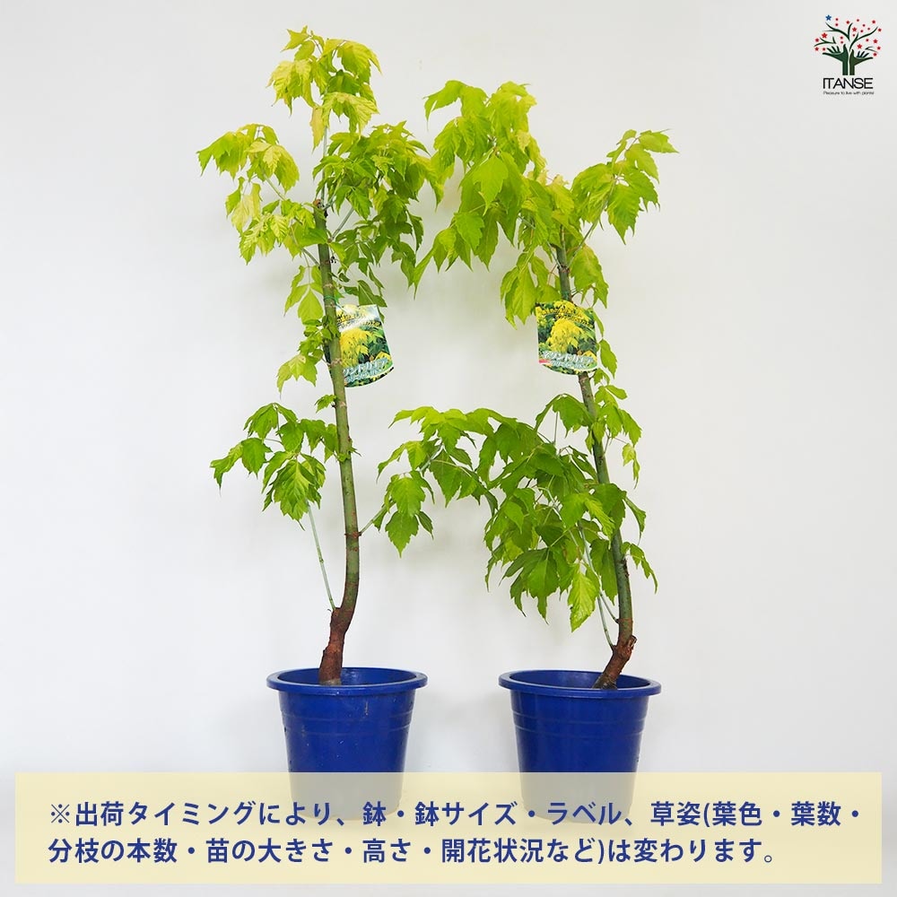 ネグンドカエデ ケリーズゴールド 【花木苗 6号／1個売り】｜ 【植物の