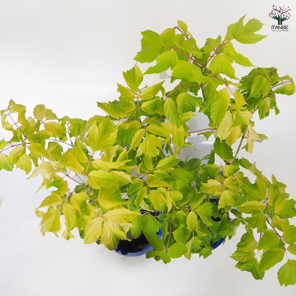 ネグンドカエデ ケリーズゴールド 【花木苗 6号／1個売り】｜ 【植物の