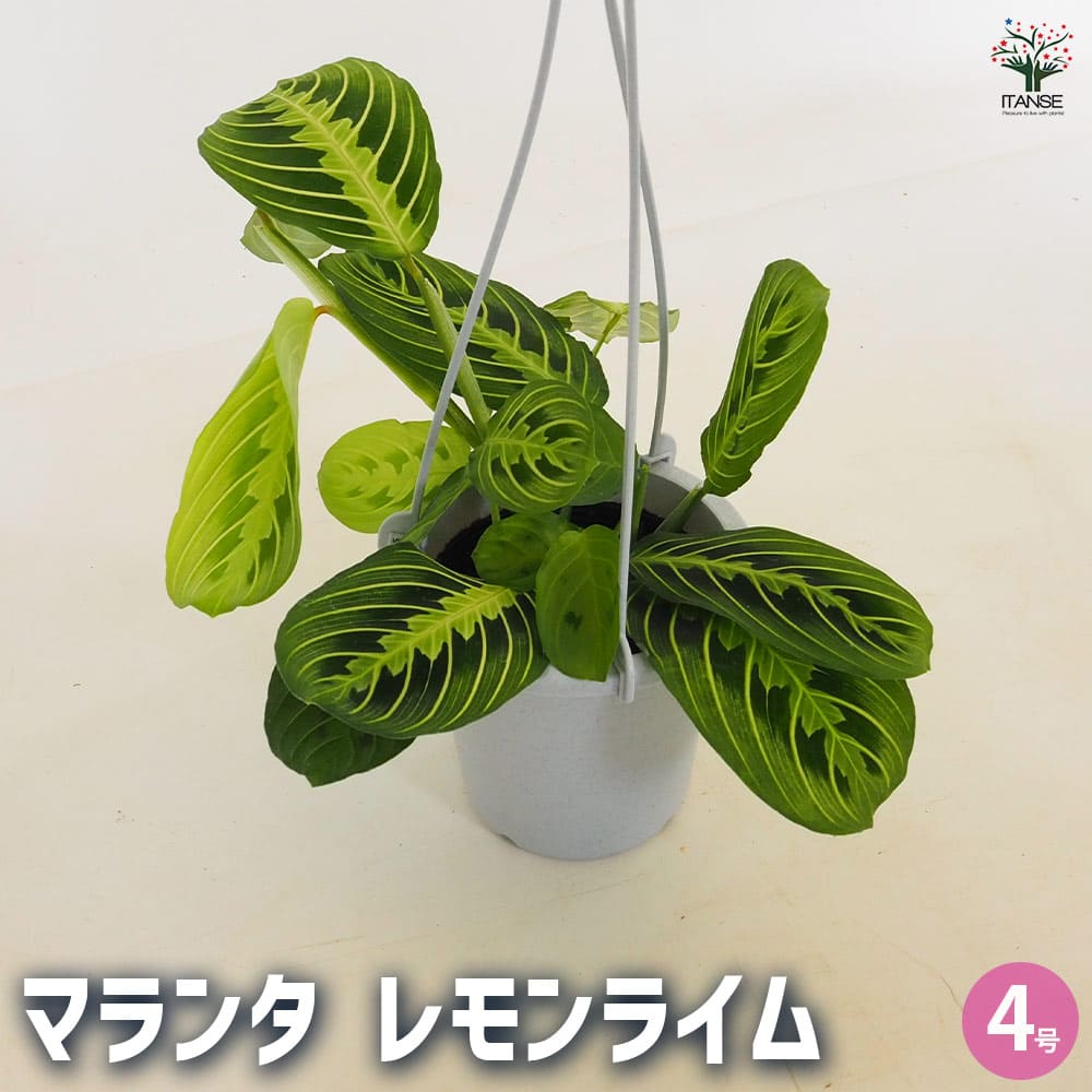 マランタ レモンライム 【観葉植物 4号／1個売り】