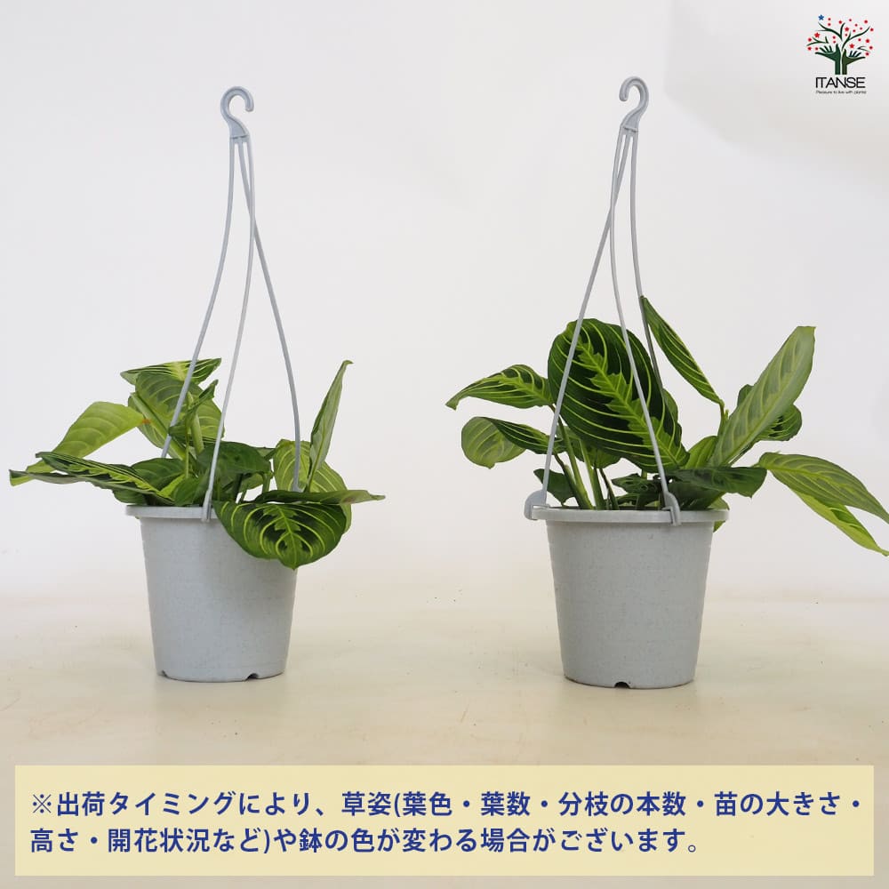 マランタ レモンライム 【観葉植物 4号／1個売り】