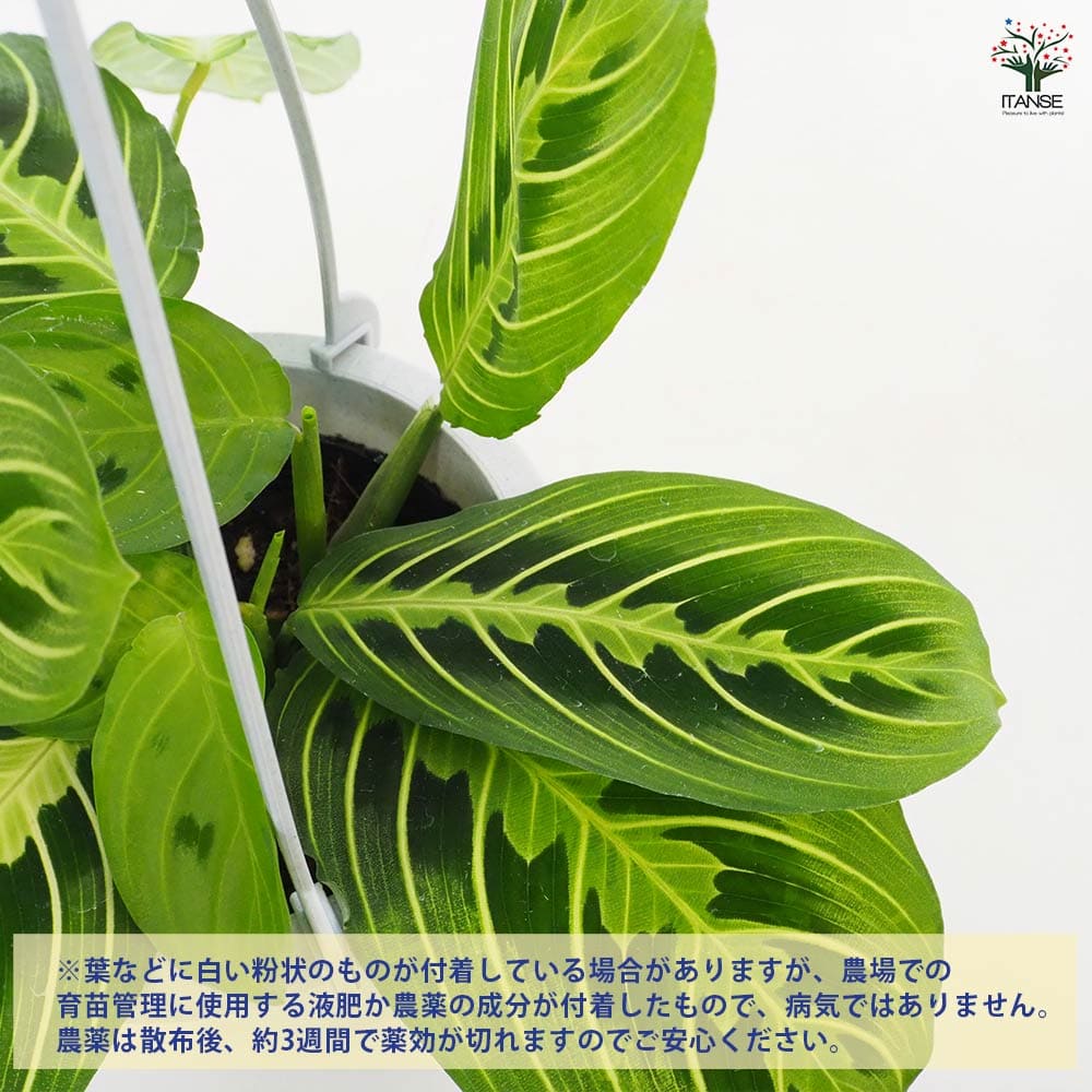 マランタ レモンライム 【観葉植物 4号／1個売り】