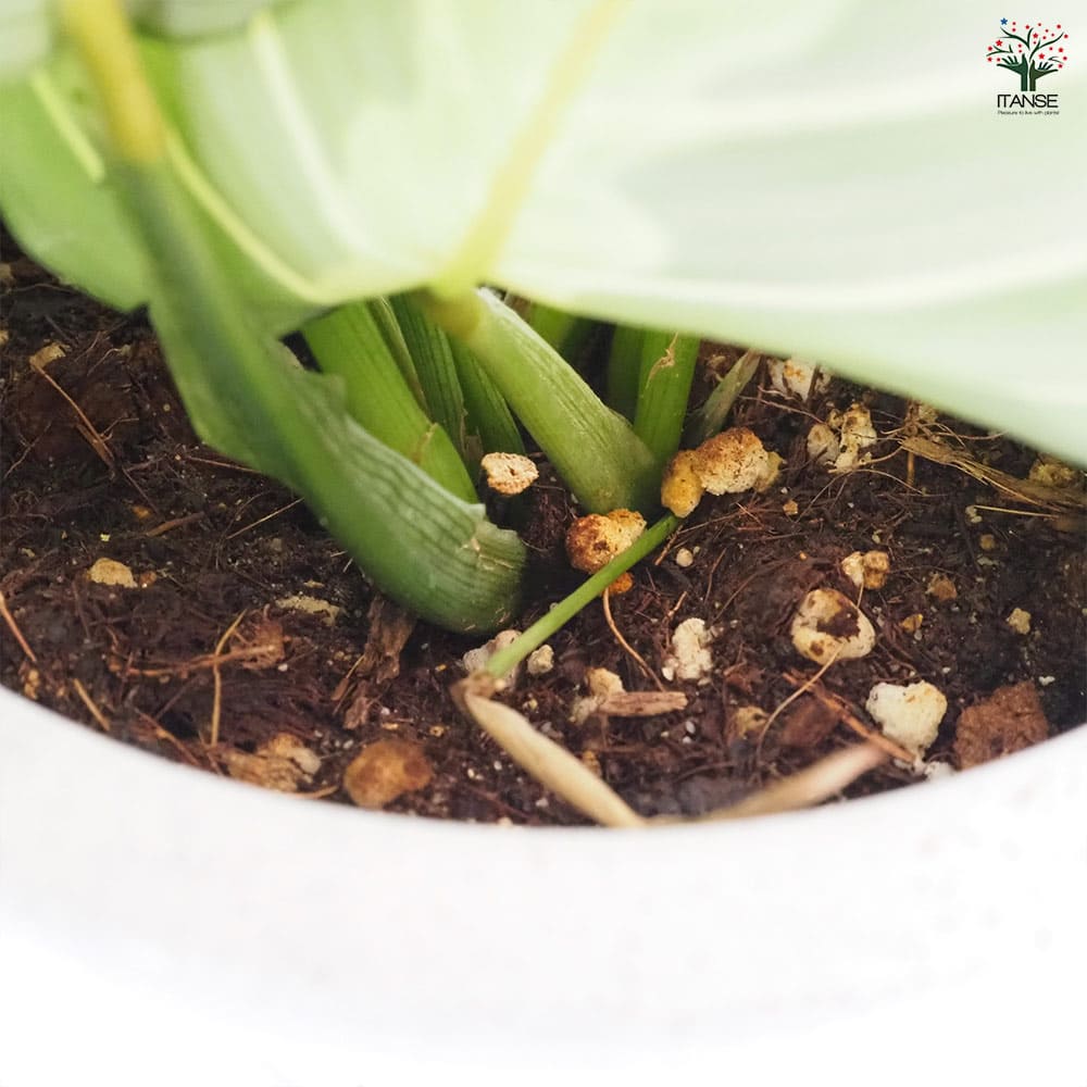 マランタ レモンライム 【観葉植物 4号／1個売り】