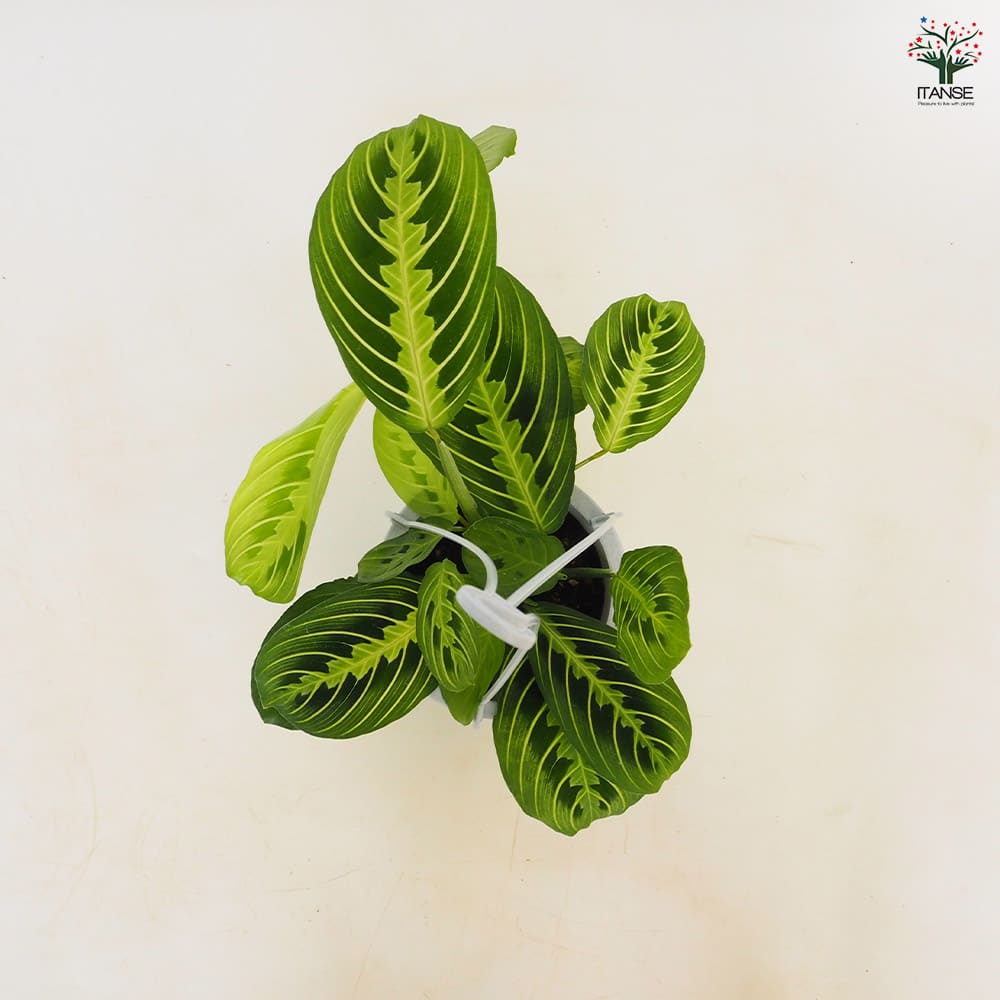 マランタ レモンライム 【観葉植物 4号／1個売り】