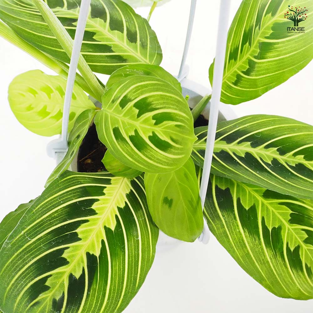 マランタ レモンライム 【観葉植物 4号／1個売り】