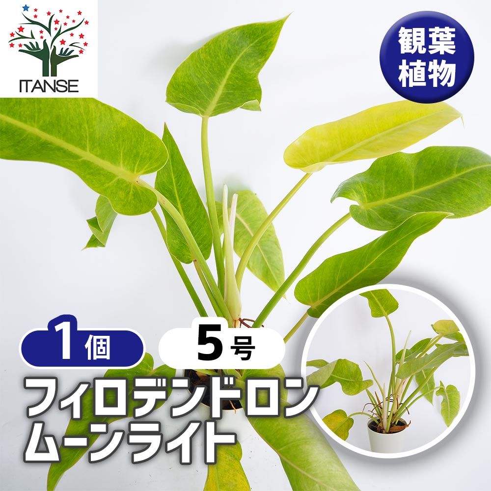 アプリコット様　ミントオーダー希望ご参考資料 フィロデンドロン ムーンライト 【観葉植物 5号／1個売り】｜ 【植物の