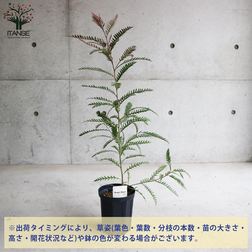 グレビレア・アイバンホー 【庭木 5号スリット鉢／1個売り
