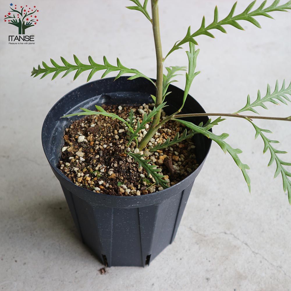 シルバー グレビレア アイバンホー 根付き鉢物大株 高さ1.3m 8号鉢 グレビレア・アイバンホー 【庭木 5号スリット鉢／1個売り