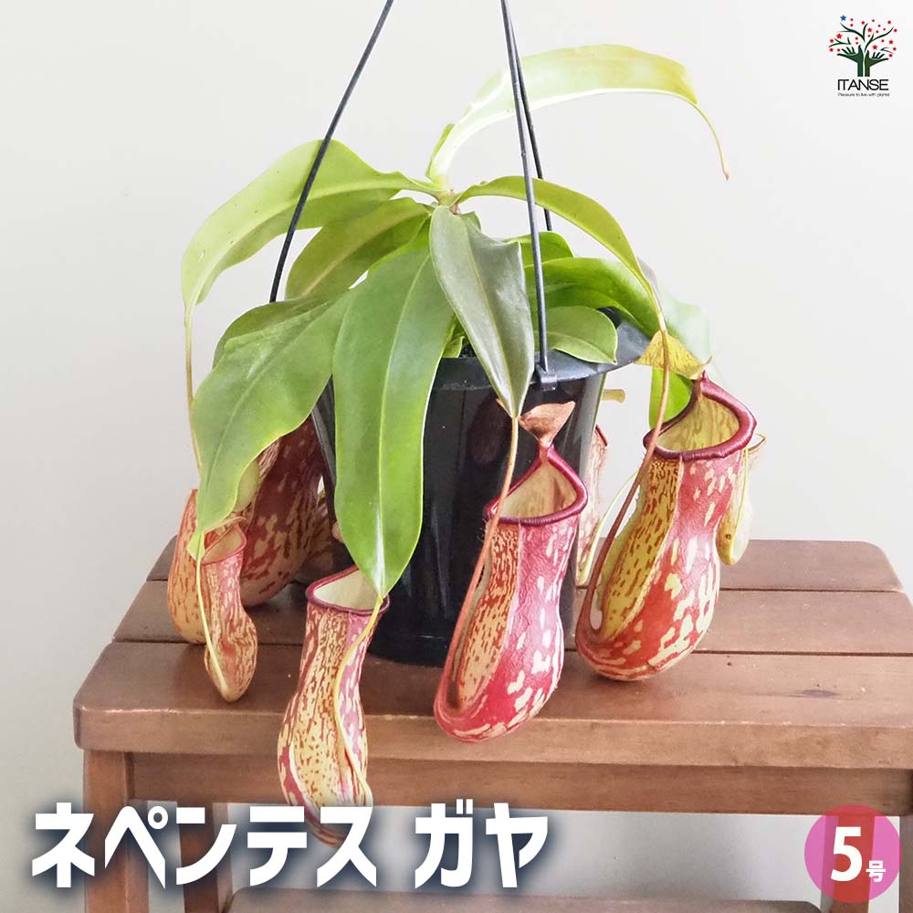ネペンテス ガヤ