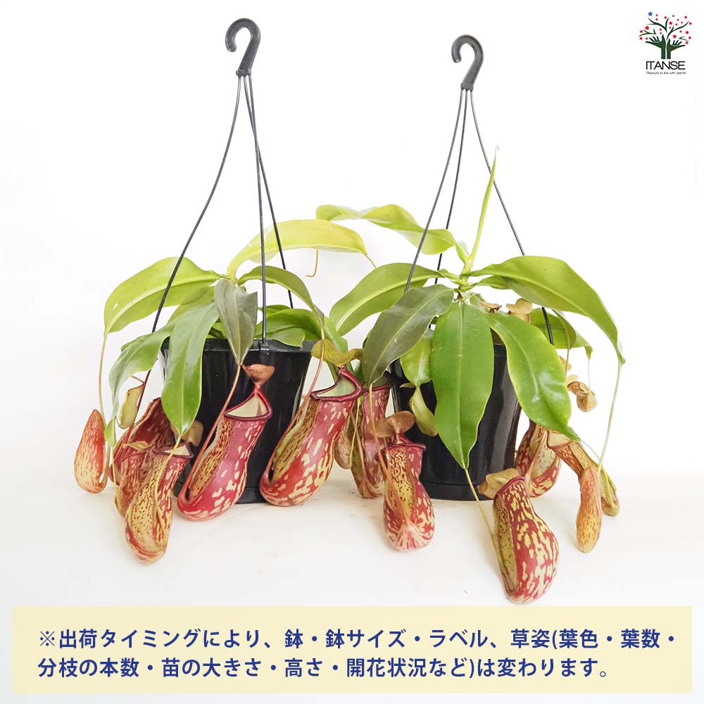 食虫植物 ネペンテス ガヤ 【観葉植物 5号／1個売り】