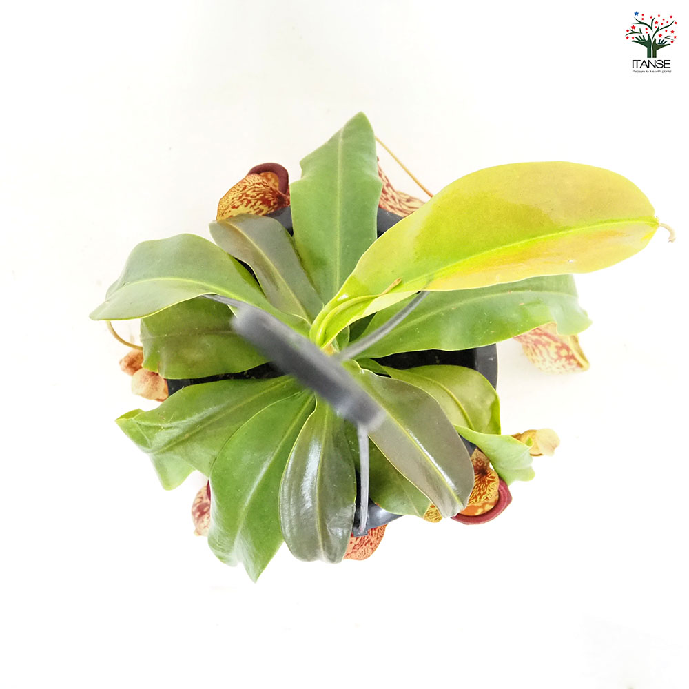 食虫植物 ネペンテス ガヤ 【観葉植物 5号／1個売り】