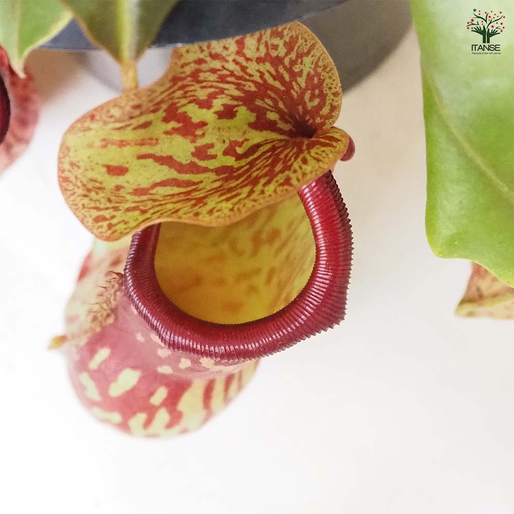 食虫植物 ネペンテス ガヤ 【観葉植物 5号／1個売り】
