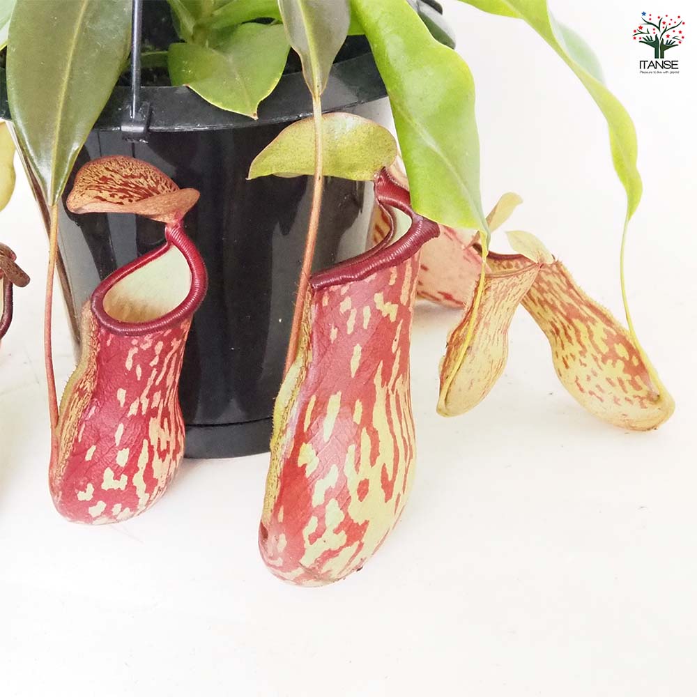 食虫植物 ネペンテス ガヤ 【観葉植物 5号／1個売り】