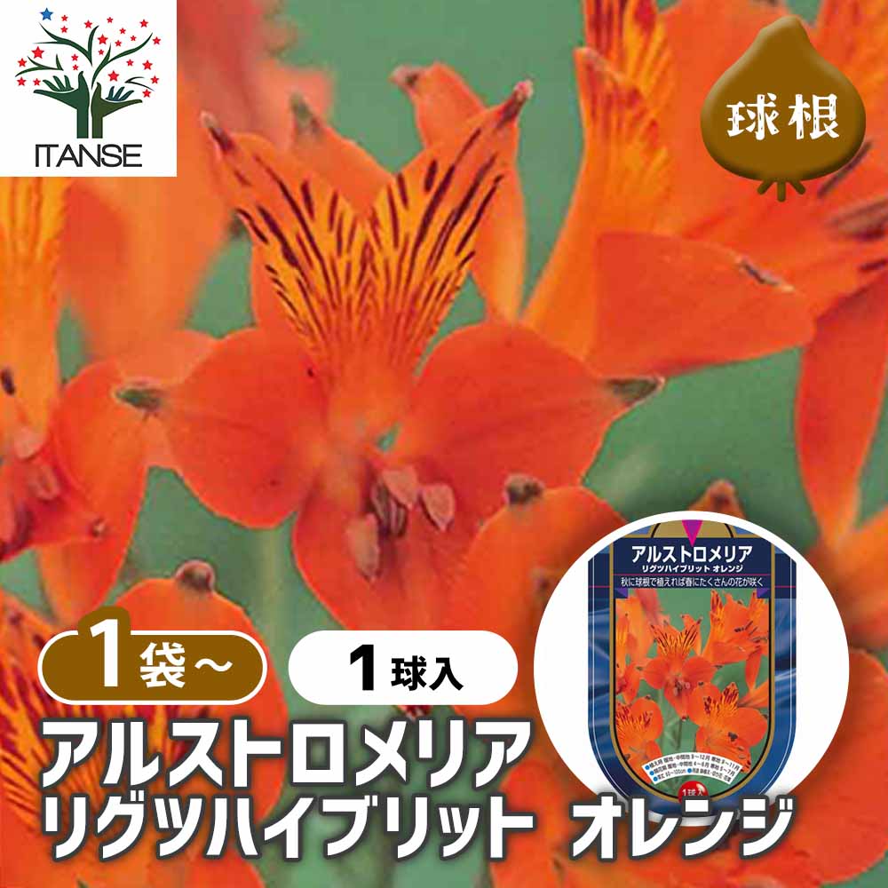 アルストロメリア リグツハイブリット オレンジ 【花球根 1球