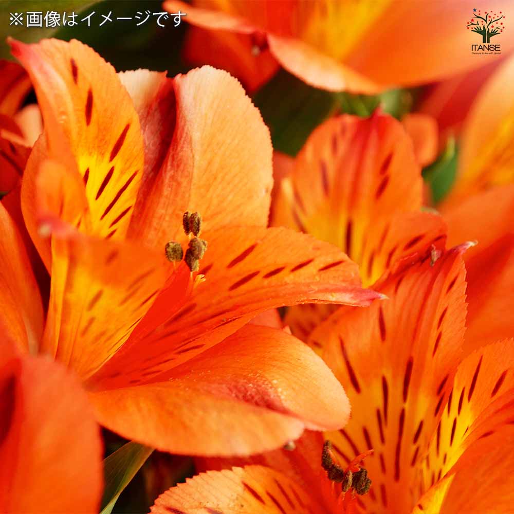 アルストロメリア リグツハイブリット オレンジ 【花球根 1球