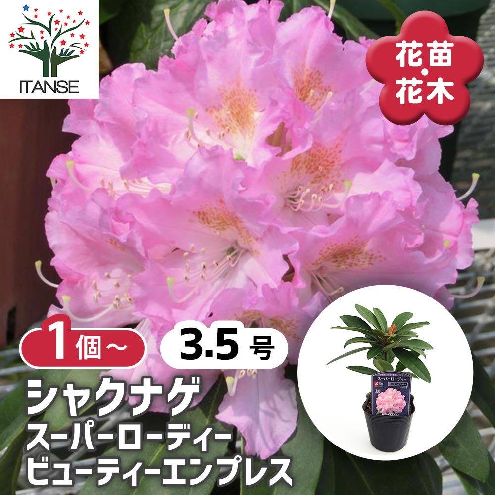 シャクナゲ スーパーローディービューティーエンプレス 【花木苗 3.5号
