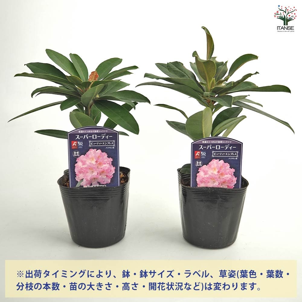 シャクナゲ スーパーローディービューティーエンプレス 【花木苗 3.5号