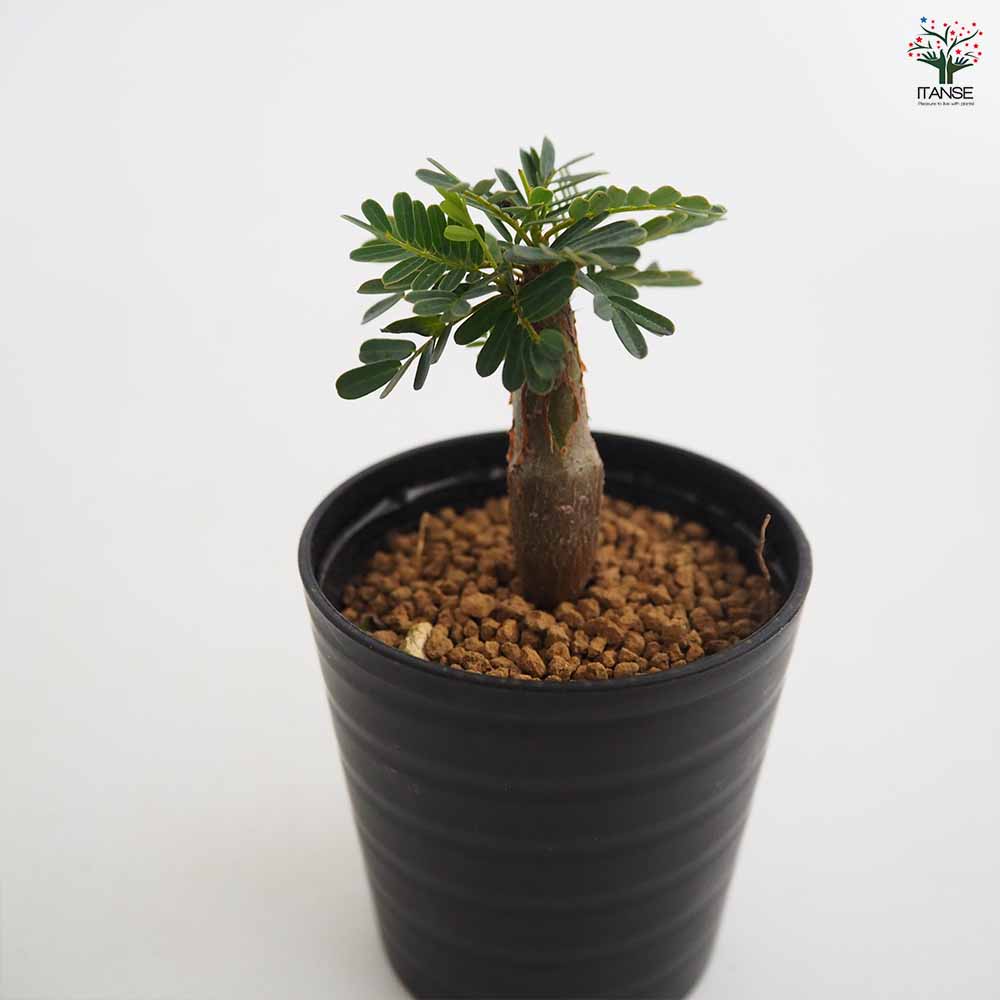 センナ メリディオナリス 【多肉植物 2.5号／1個売り】｜ 【植物の