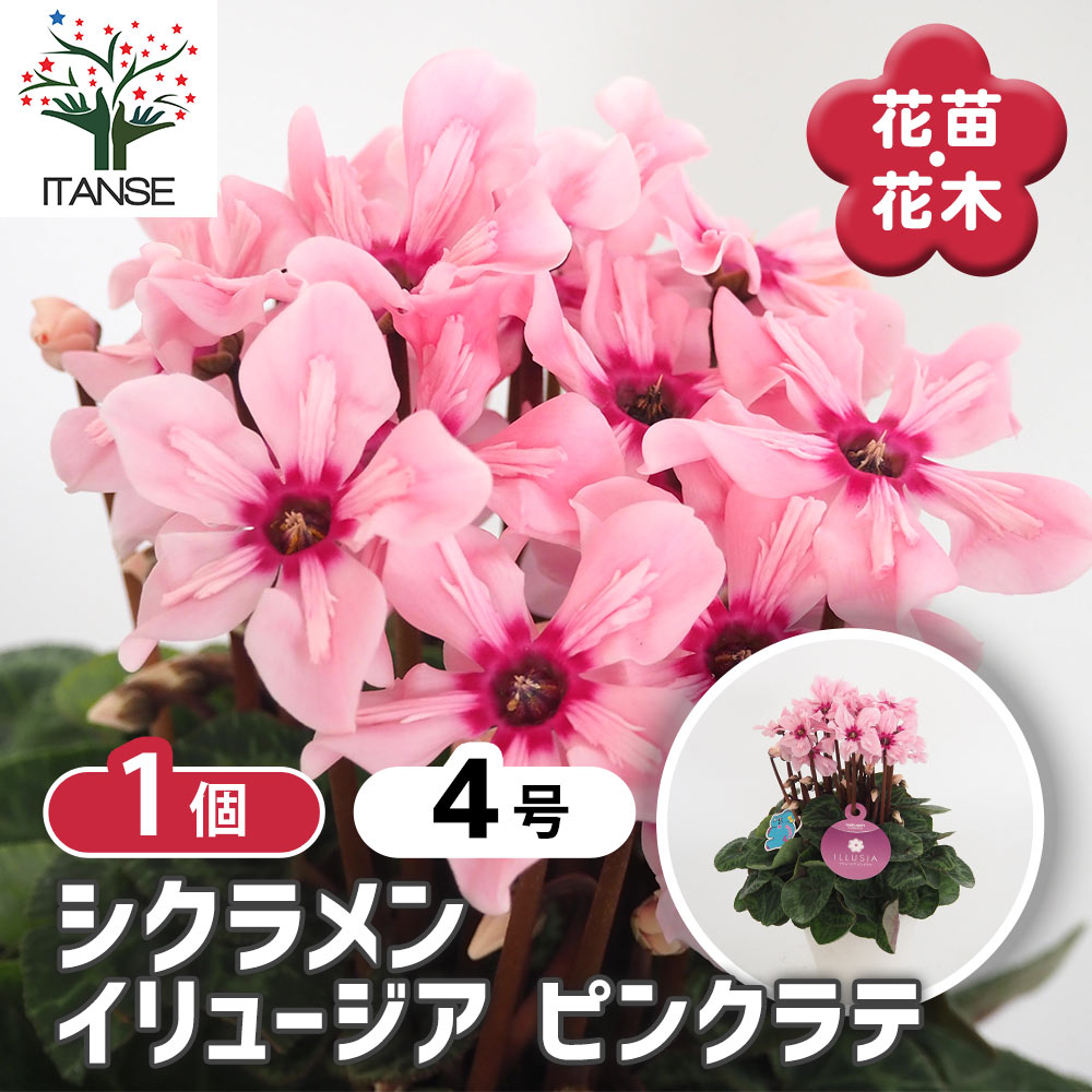 シクラメン イリュージアピンクラテ 【花苗 4号／1個売り】｜ 【植物の