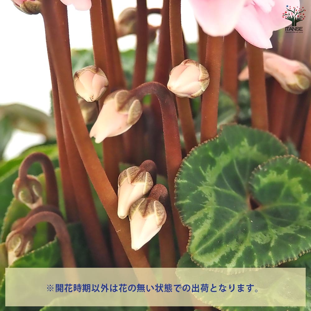 シクラメン イリュージアピンクラテ 【花苗 4号／1個売り】