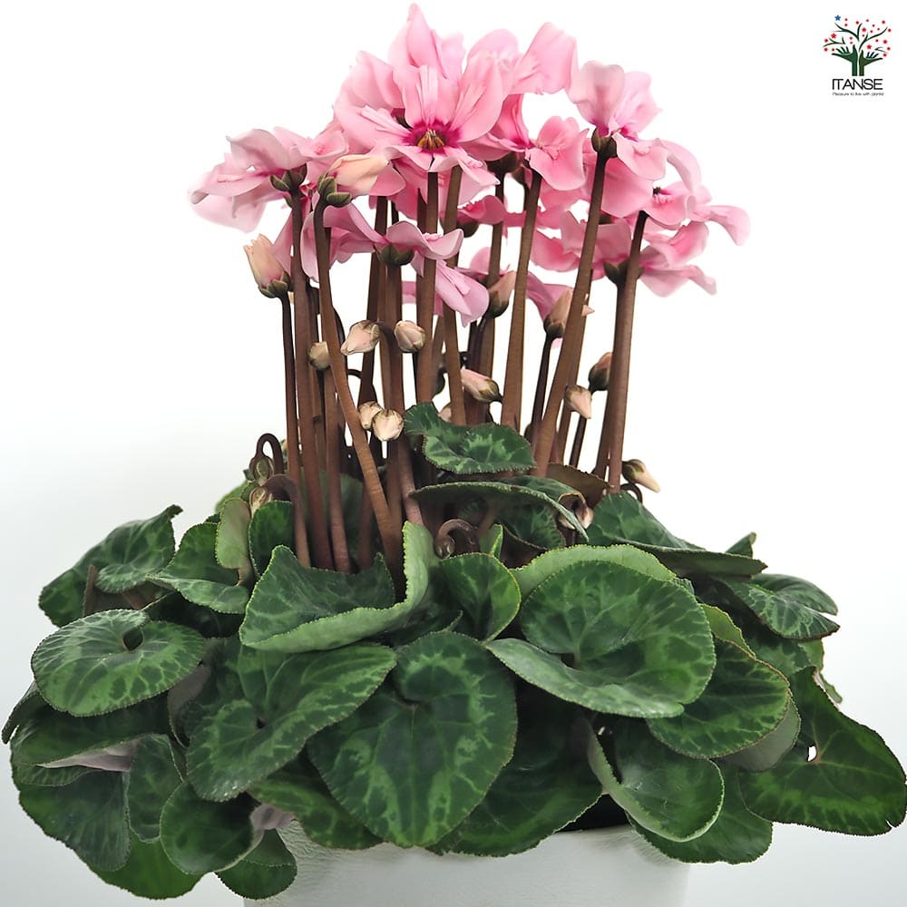 シクラメン イリュージアピンクラテ 【花苗 4号／1個売り】