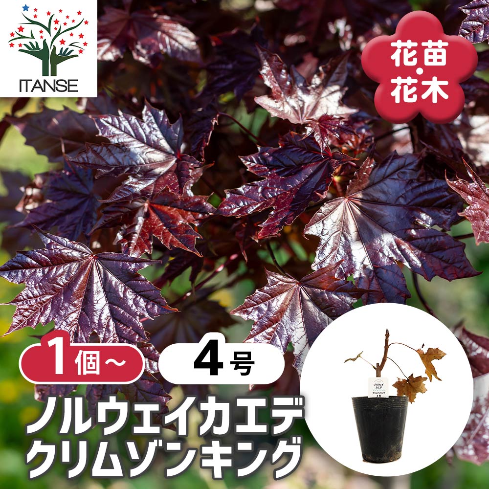 ノルウェイカエデ クリムゾンキング 【庭木 4号】｜ 【植物の
