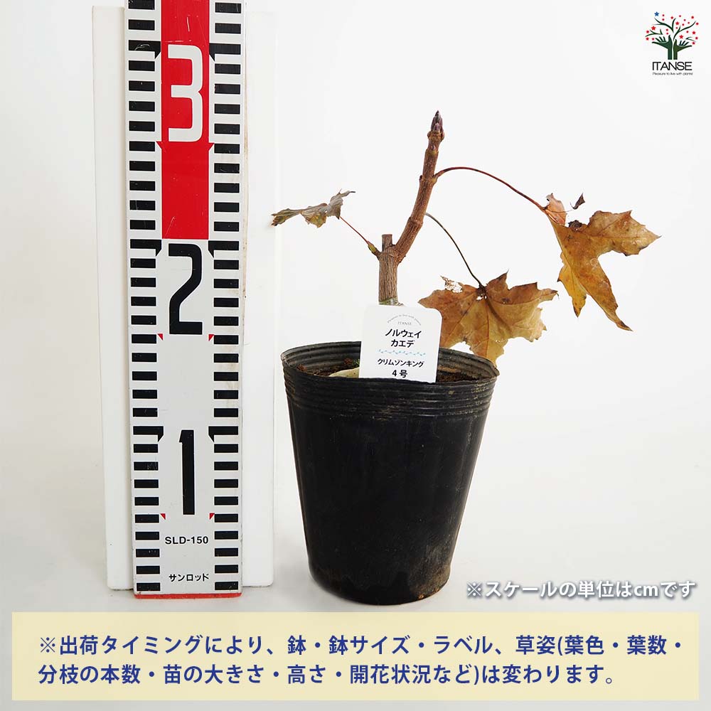 ノルウェイカエデ クリムゾンキング 【庭木 4号】｜ 【植物の
