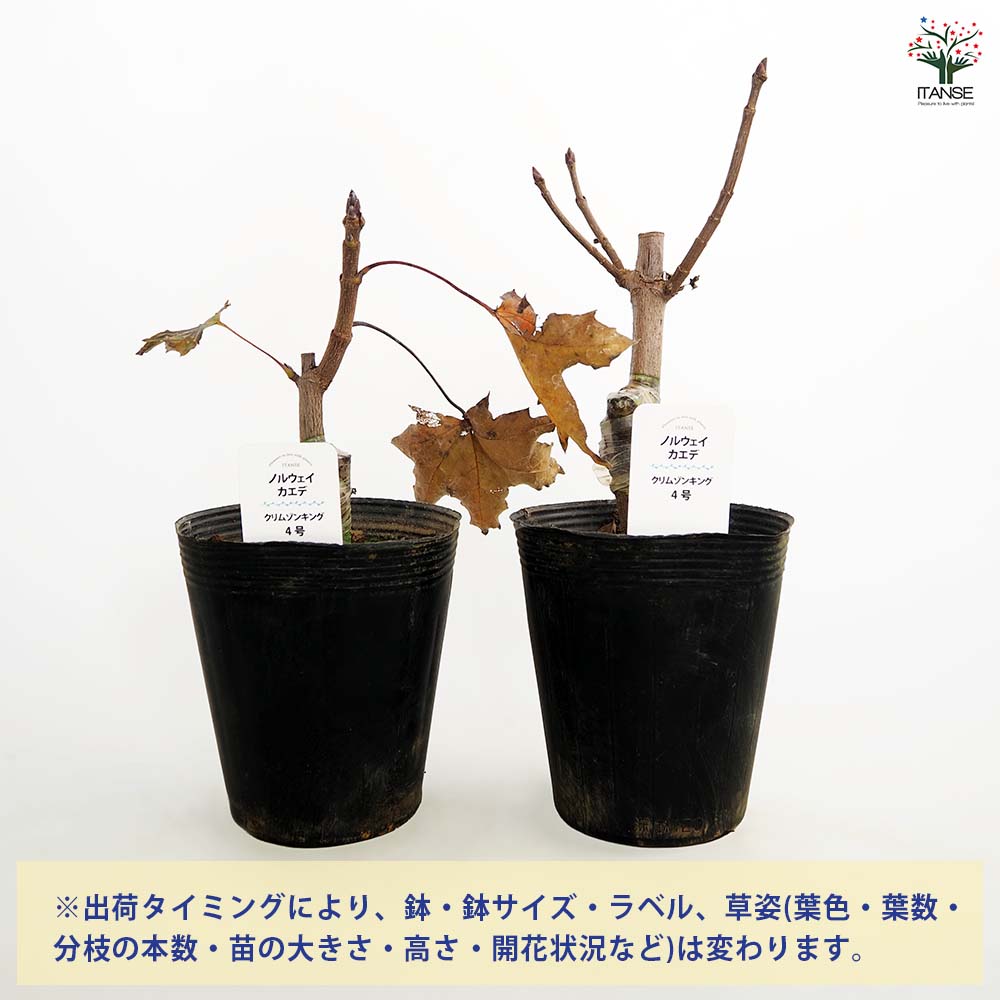 ノルウェイカエデ クリムゾンキング 【庭木 4号】｜ 【植物の