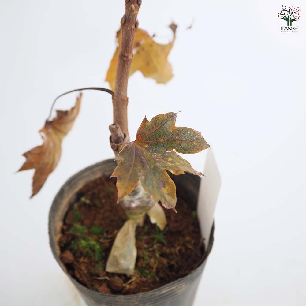 ノルウェイカエデ クリムゾンキング 【庭木 4号】｜ 【植物の