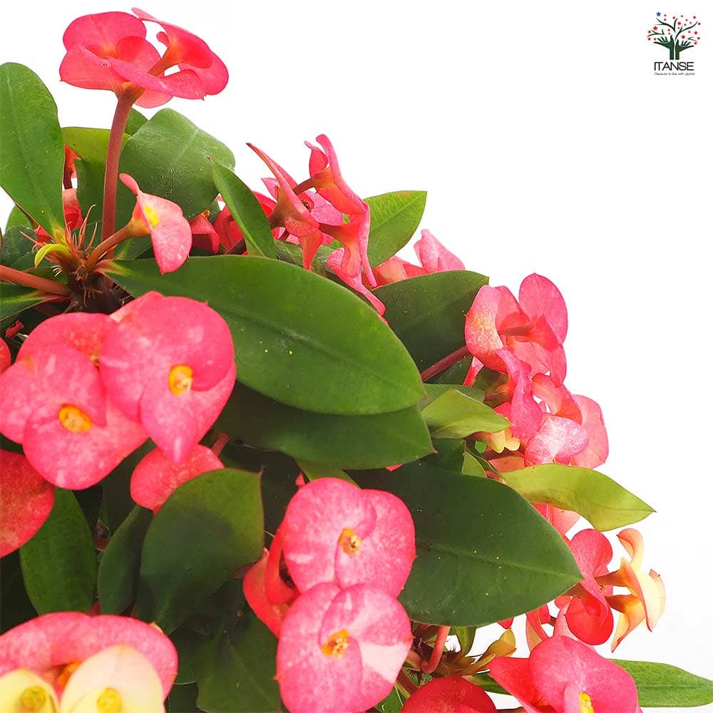 ハナキリン シャインキッス赤系 【多肉植物 4号／1個売り】｜ 【植物の