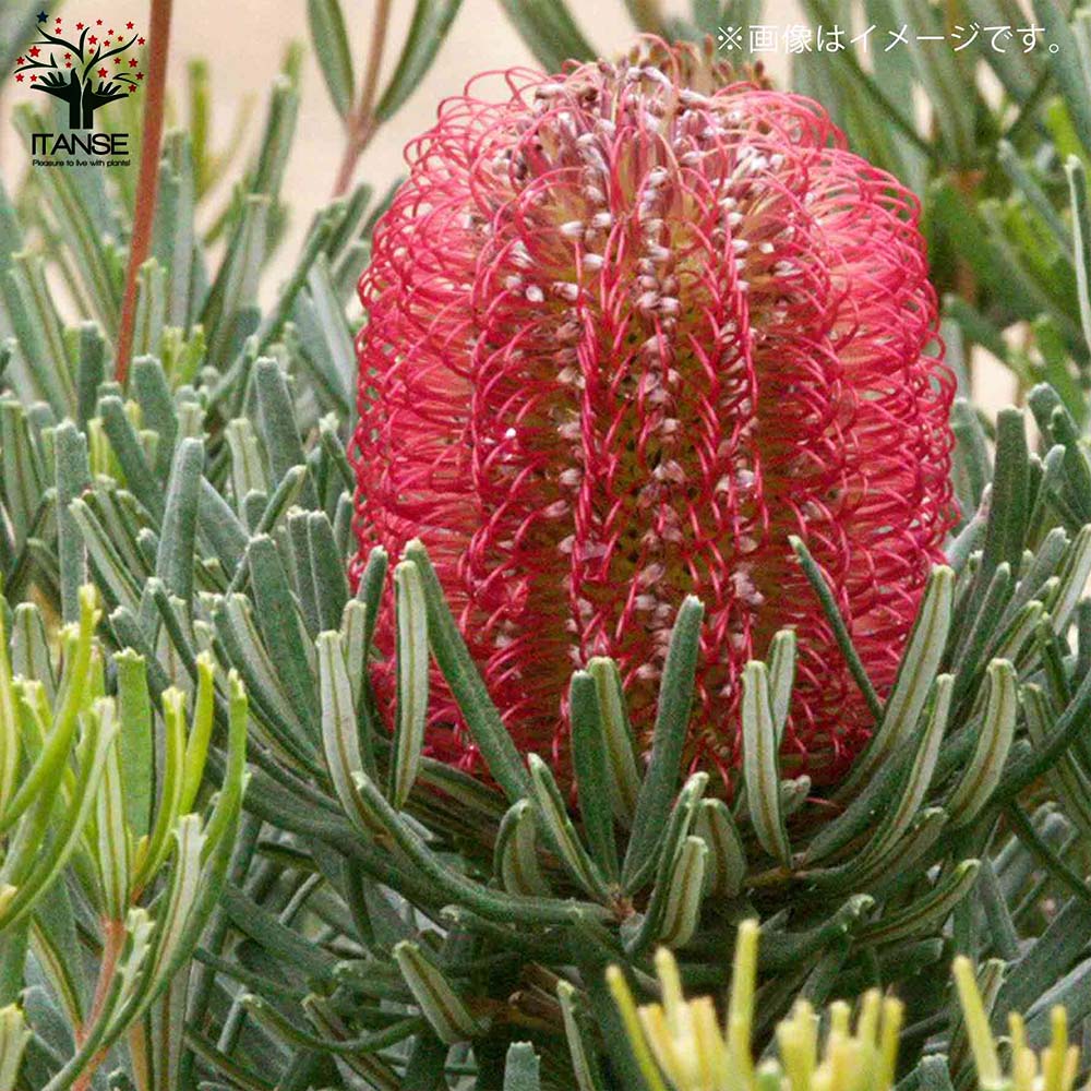 10本　バンクシア　コクニシア　#1 バンクシア・オキシデンタリス (レッドスワンプバンクシア