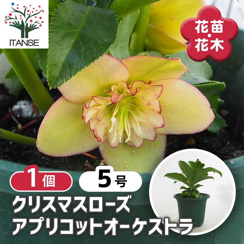 クリスマスローズ アプリコットオーケストラ 【花苗 5号／1個売り