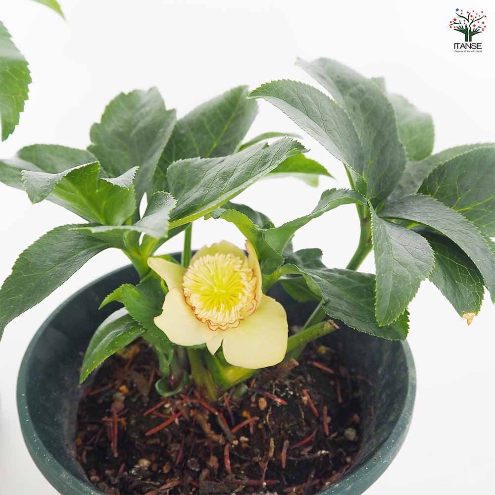 クリスマスローズ アプリコットオーケストラ 【花苗 5号／1個売り