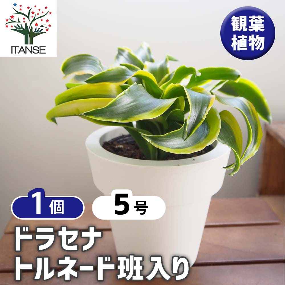 ドラセナ トルネード斑入り 【観葉植物 5号／1個売り】｜ 【植物の