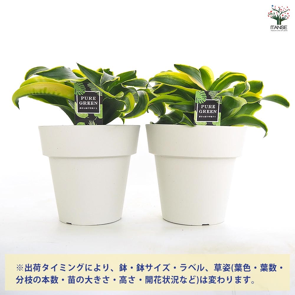 ドラセナ トルネード 白中斑 ドラセナ | トルネード 希少植物の 太葉