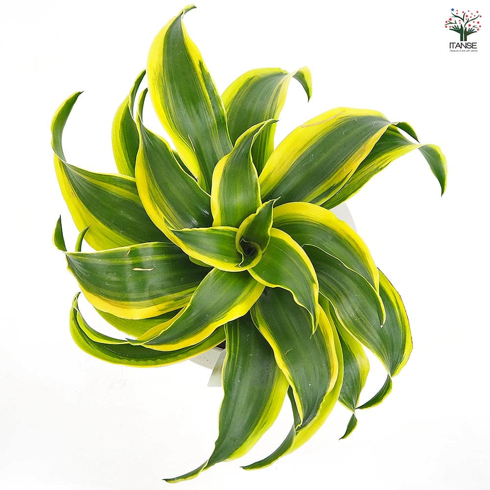 ドラセナ トルネード斑入り 【観葉植物 5号／1個売り】｜ 【植物の 