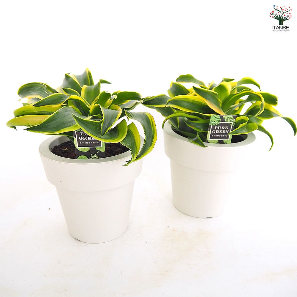 ドラセナ トルネード斑入り 【観葉植物 5号／1個売り】｜ 【植物の