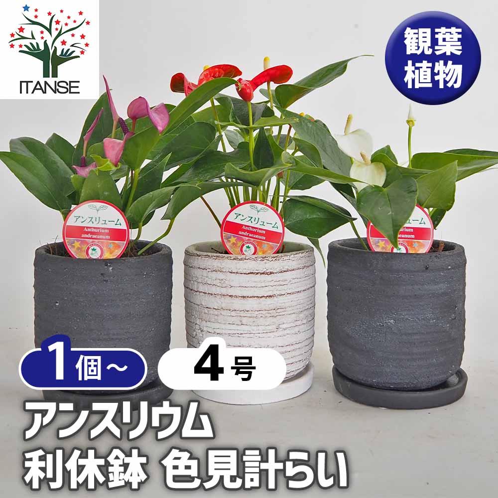 アンスリウム 利休鉢 色見計らい 【観葉植物 4号】｜ 【植物の