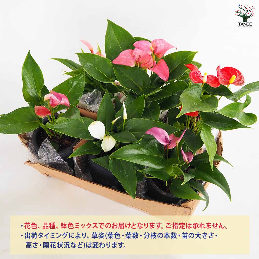 アンスリウム 利休鉢 色見計らい 【観葉植物 4号】｜ 【植物の