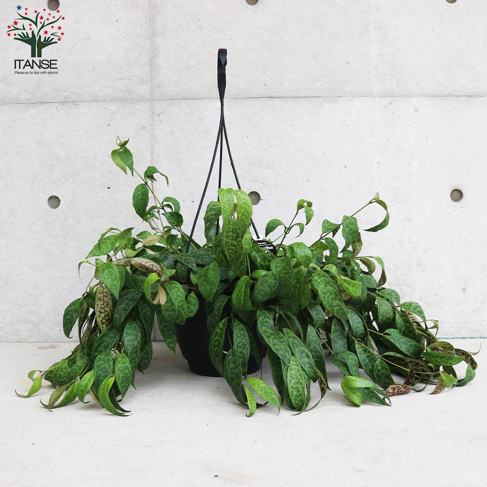 エスキナンサス・マルモタラス【観葉植物 吊り鉢7号／1個売り
