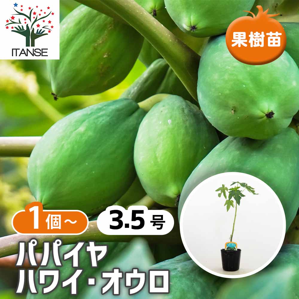 パパイヤの苗 ハワイオウロ 【果樹の苗 3.5号】｜ 【植物の