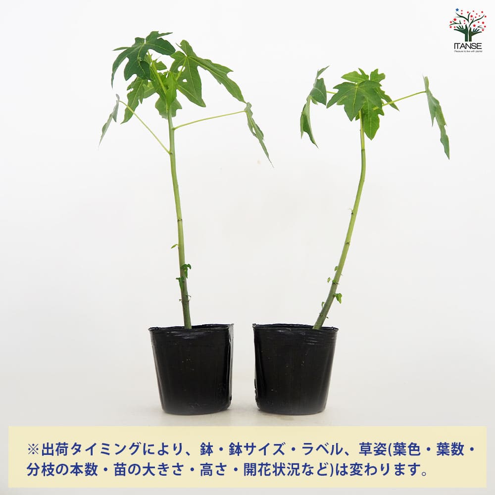 パパイヤの苗 ハワイオウロ 【果樹の苗 3.5号】｜ 【植物の