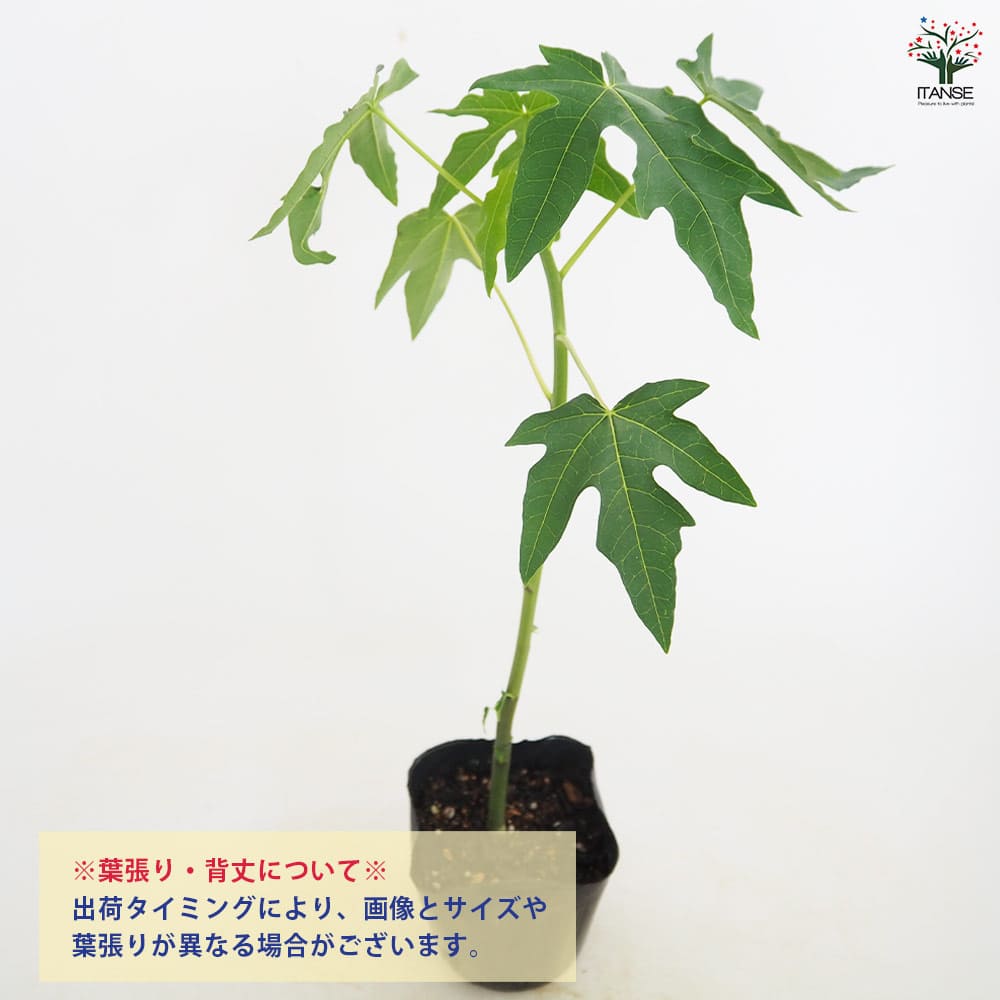 パパイヤの苗 ハワイオウロ 【果樹の苗 3.5号】｜ 【植物の